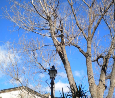 Albero e Cielo - Neri