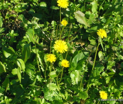 Fiori ed Erba - Bigi