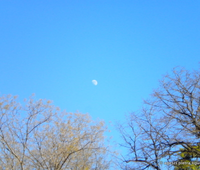 Luna - Neri
